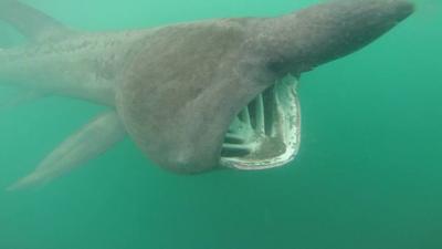 Basking shark