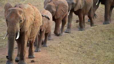 African elephants