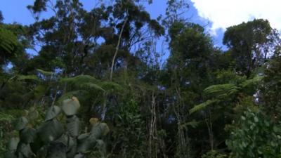 Forest, Madagascar