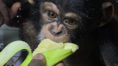 Rescued chimp