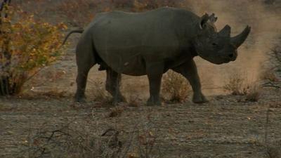 African Rhino