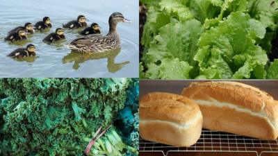 Ducks and food