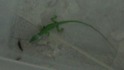 Lizard with earwig