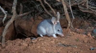 bilby