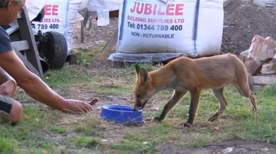 Fox in garden