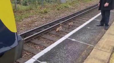 a gaggle of geese brings train to a standstill