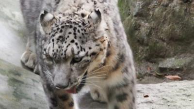 A snow leopard