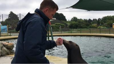 The animals at Banham Zoo are encouraged to mimic the behaviour of wild sea lions.