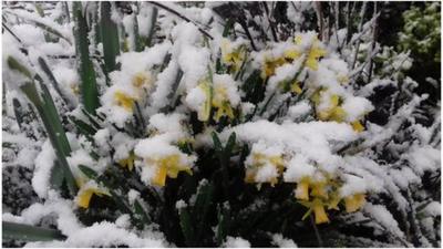 Daffodils covered in snow