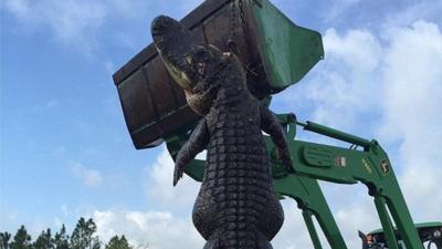 Huge alligator hunted in Florida