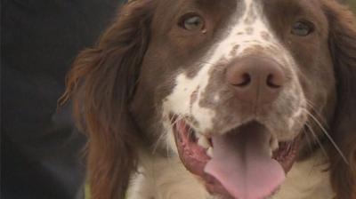 Drum the springer spaniel