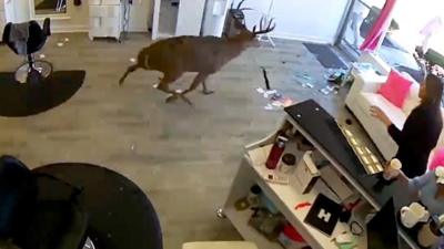 Deer in salon