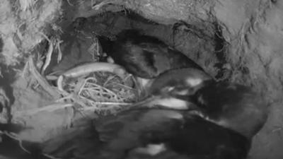 Shearwater in burrow