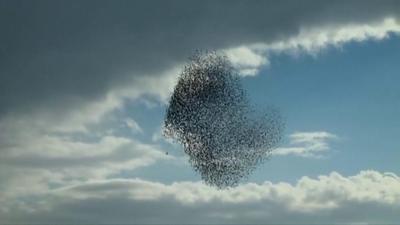 Starlings swirl in Israeli skies