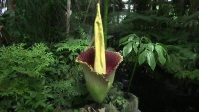 'Corpse flower'