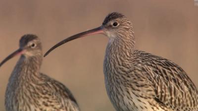 One of Northern Ireland’s most endangered birds could be extinct within 10 years without help, according to the RSPB.