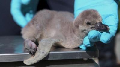 Penguin chick