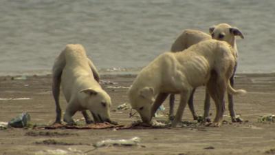 Stray dogs looking for food on abandoned island off Karachi