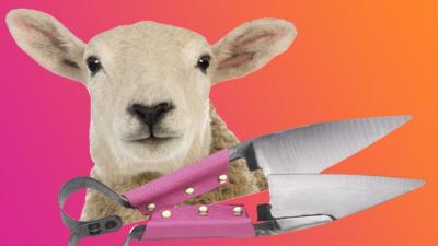 Sheep-and-shears.