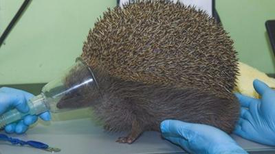 A hedgehog that had swollen to size of a beach ball is being cared for by the Scottish SPCA.