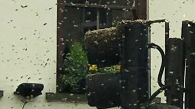 Wasp swarm in Greenwich