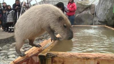 capybara