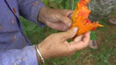 Farmer shows produce