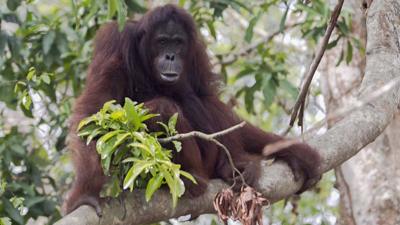 Orangutan in Indonesia