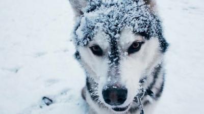 Dog covered in snow