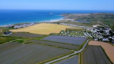 Fields of phacelia