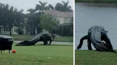 Alligator on Florida golf course