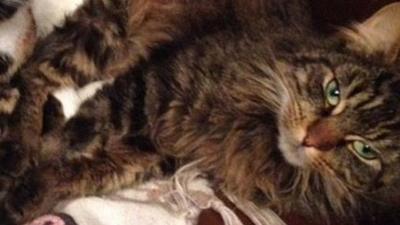 Tiger the long-haired Tabby cat suffered serious burns in the attack, as Martin Cassidy reports