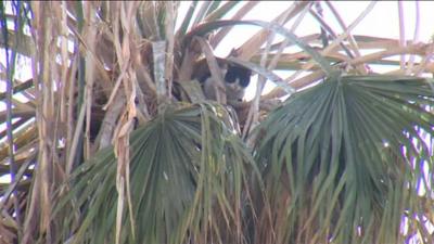 Chilean cat rescue