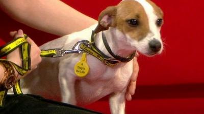 Mimms the dog on the Breakfast sofa