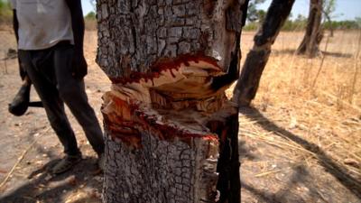 Rosewood tree