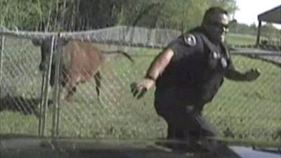 Policeman and cow