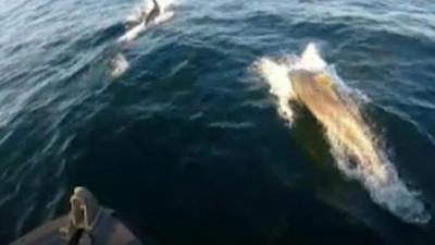 Dolphins swimming next to the RNLI boat