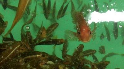 Cleaner wrasse (c) BBC News