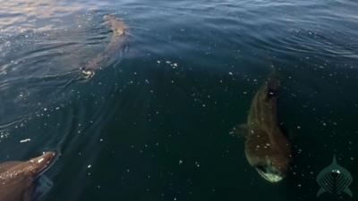 Basking sharks