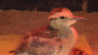 Curlew chick at Pensthorpe