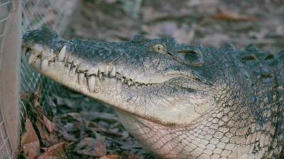 Crocodile in East Timor