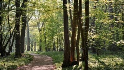 Trees in a Woodland