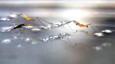 Water striders and water strider robot (c) Seoul National University