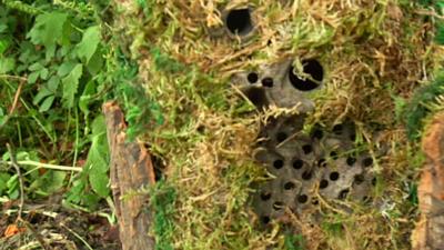 A anti-poaching camera disguised as a part of a tree