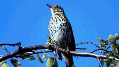 Thrush