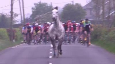 Horse runs in front of cyclists