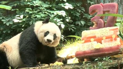 Jia Jia with birthday cake