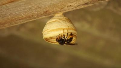 Asian hornet nest