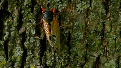 Cicada on a tree