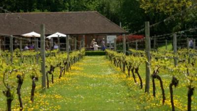 Elham Valley vineyard